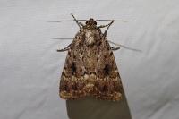 Amphipyra pyramidea