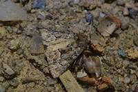 Thalpophila matura