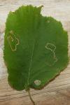 Stigmella microtheriella