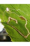 Stigmella microtheriella