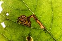 Stigmella tiliae