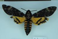 Acherontia atropos