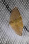 Watsonalla uncinula