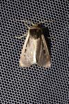 Ochropleura leucogaster