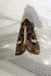Trigonophora flammea