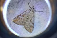 Aplocera efformata/plagiata