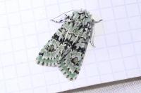 Griposia aprilina