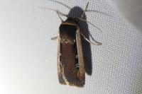 Ochropleura leucogaster