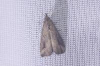 Schrankia costaestrigalis