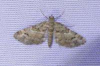 Gymnoscelis rufifasciata