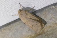 Xestia castanea