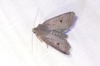 Leptologia lota