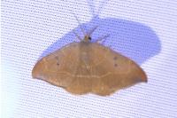 Watsonalla binaria