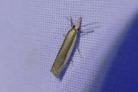 Crambus pascuella