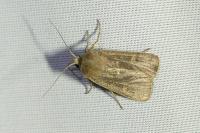 Xestia xanthographa