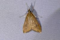 Udea ferrugalis