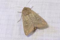 Mythimna albipuncta