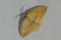 Watsonalla binaria/uncinula