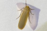 Katha depressa