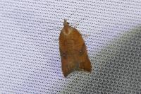 Acleris rhombana