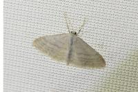 Idaea subsericeata