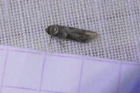 Blastobasis
