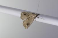 Schrankia costaestrigalis