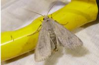 Xestia xanthographa