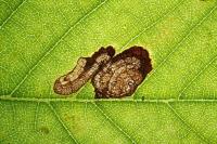 Stigmella viscerella