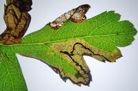 Stigmella regiella