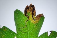 Stigmella hybnerella