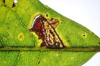 Stigmella salicis