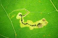 Stigmella trimaculella