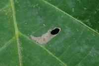 Coptodisca lucifluella