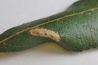 Phyllonorycter salictella
