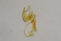 Aproaerema anthyllidella