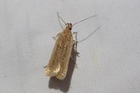 Helcystogramma triannulella