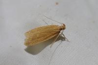 Helcystogramma rufescens