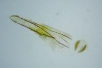 Phycitodes inquinatella