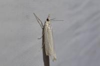 Crambus pascuella