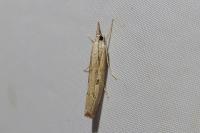 Agriphila geniculea