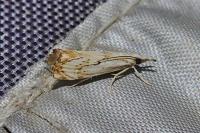 Catoptria falsella
