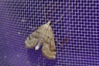 Parapoynx stratiotata