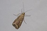 Loxostege sticticalis