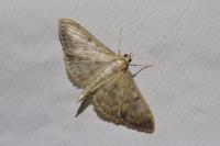 Patania ruralis
