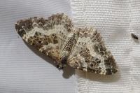 Epirrhoe alternata