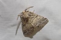 Gluphisia crenata