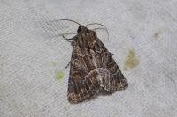 Thalpophila matura