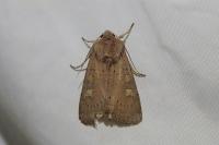 Xestia xanthographa