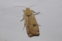Noctua pronuba